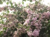 Růžová buganvilie